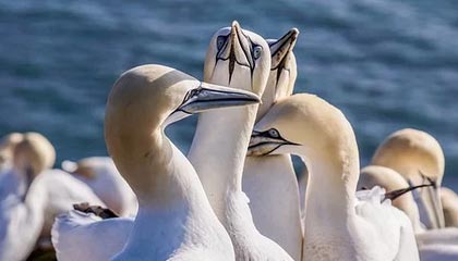 英雄联盟战术轮盘