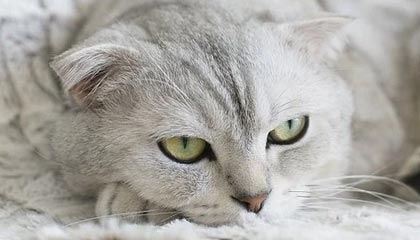 英雄联盟战术轮盘