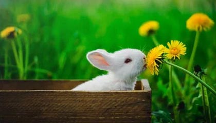 英雄联盟战术轮盘